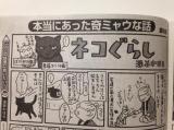 Neko-gurashi